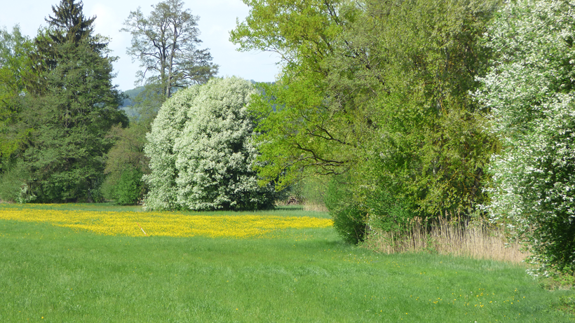 boniswiler ried