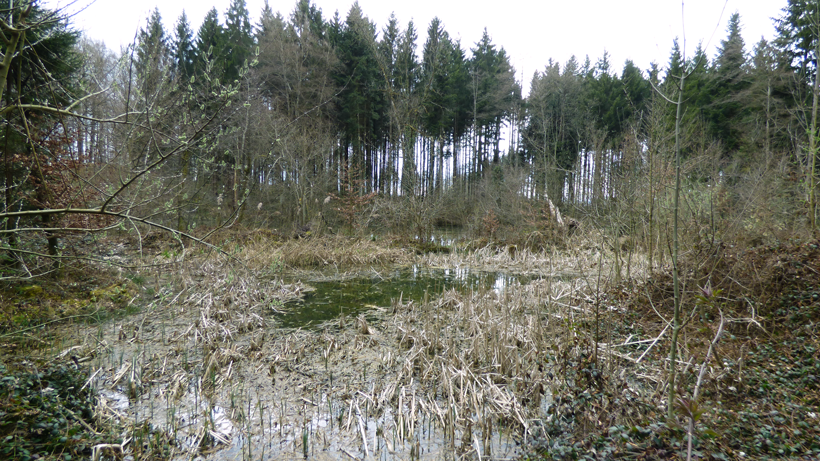 Rohrholz Schenkon