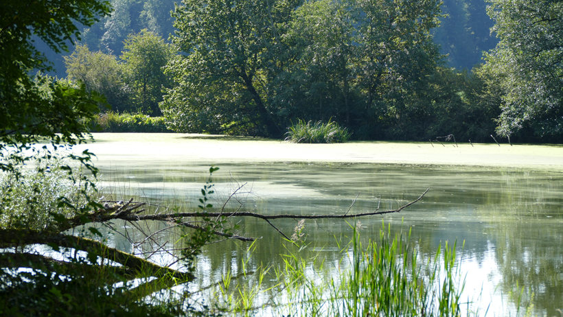 Saengeliweiher