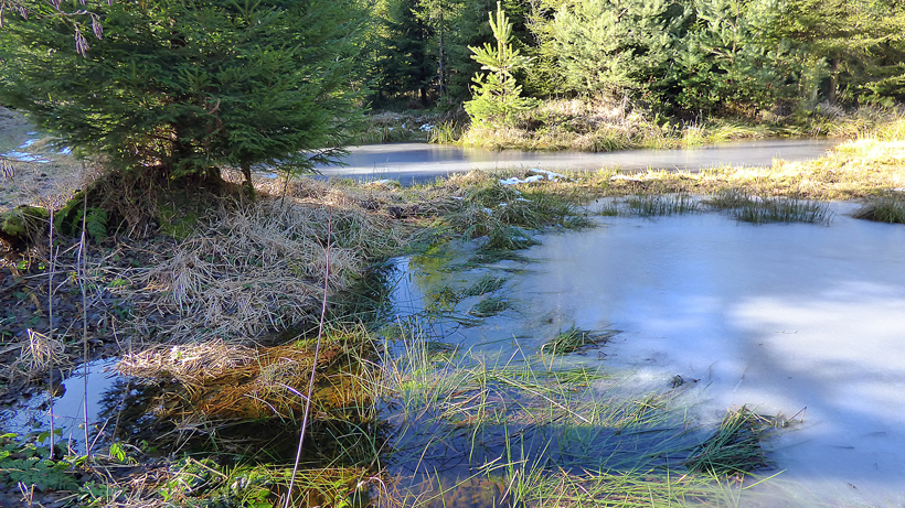 Verbrönnte Wald Willisau