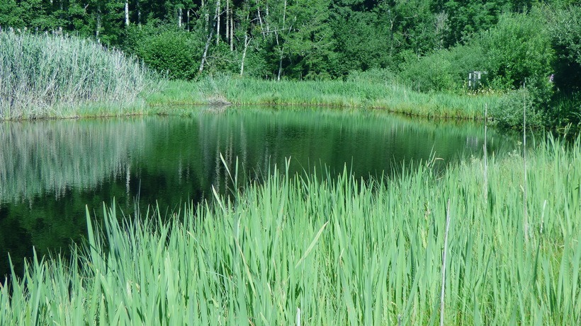 vogelmoos