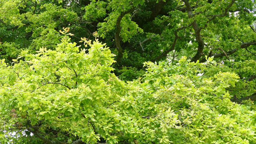 Eichenwald Titterten