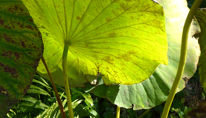 botanischer-garten-bern-01