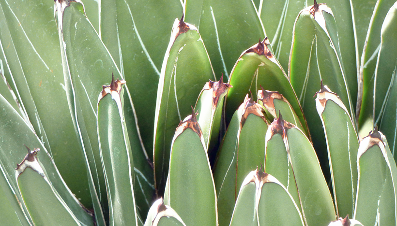 botanischer-garten-bern-02