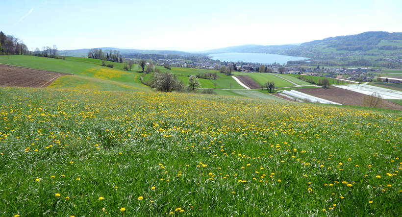 hallwilersee-eichberg