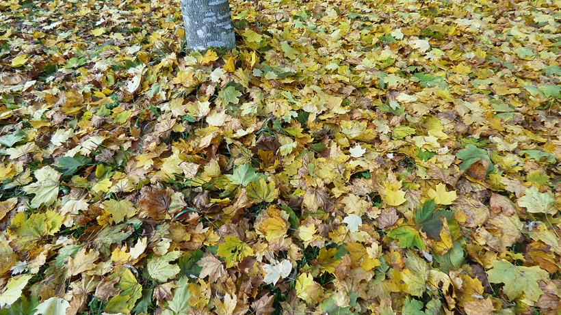 schoetz-chilchbrigwald